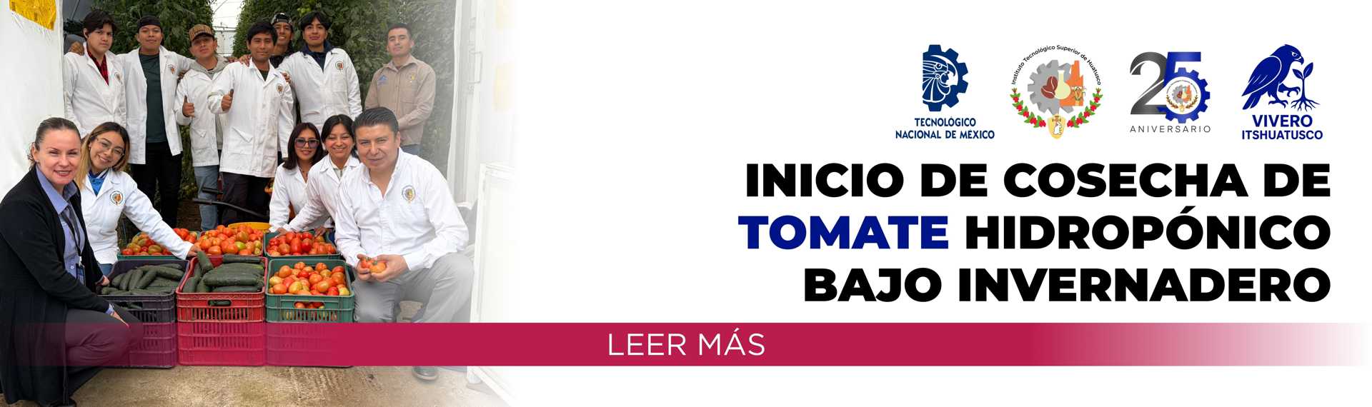 20260224 Cosecha de Tomate